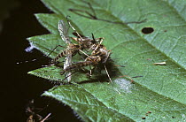 Banded mosquito (Culiseta annulata) males with feathery antennae inflated holding on to a female after failing to mate in mid air, UK