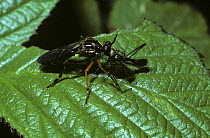 Common red-legged robber fly (Dioctria rufipes) feeding on a fly, UK