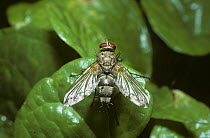 Parasite fly (Dexiosoma caninum) UK