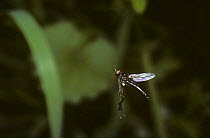 Tiny male Dance fly (Lissempis nigritarsus) flying up and down as he patrols his territory, UK