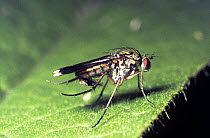 Glittering green fly (Poecilobothrus nobilitatus), male grooming his genitals, UK