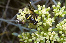 A prong-horn hover fly (Chrysotoxum bicinctum) feeding from Rock samphire flowers, UK