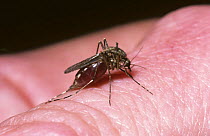Banded mosquito (Culiseta annulata) female feeding on human blood, UK