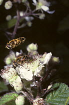 Square-spot drone fly, a hover fly (Eristalis nemorum) male emitting a shrill whine with its wings as it hovers in courtship over a female, UK
