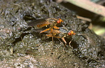 Dung fly (Scathophaga analis) mating pair on a cow-pat, UK
