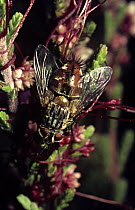 Parasite fly (Linnaemya / Linnaemyia vulpina) on heathland, UK