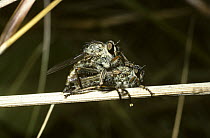 Kite-tailed robber fly (Machimus atricapillus) mating pair, UK