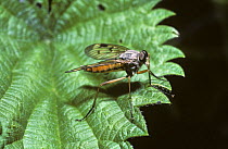 Mottle-winged snipe fly, downlooker fly (Rhagio scolopacea) on a nettle leaf, UK