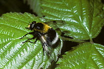 Bumble bee plume-horn, a hover fly (Volucella bombylans) mimics a White-tailed bumble bee, UK