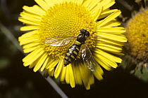 Hover fly (Sphaerophoria menthastri) female on Yellow fleabane flower (Pulicaria dysenterica), UK