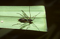 Phantom crane fly (Ptychoptera contaminata) female, UK