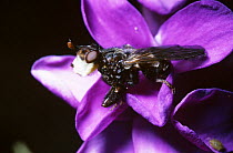 Thick-headed fly (Myopa testacea) on flower, UK