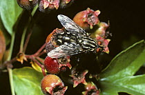 Flesh fly (Sarcophaga carnaria) on hawthorn berries, UK