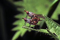 Snail fly (Elgiva cucularia), mating pair, UK