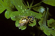 Verrall's prong-horn hover fly (Chrysotoxum verrallii) an excellent wasp mimic, UK