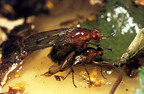 Fly (Dryomyza / Neuroctena anilis) mating pair on a stinkhorn fungus, UK