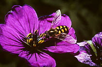 Yellow-rimmed icon hover fly (Metasyrphus corollae) on flower, UK