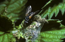 Parasite fly (Pelatachina tibialis) laying eggs on caterpillars of the Small tortoiseshell butterfly (Aglais urticae) UK