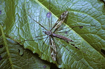 Giant crane fly (Tipula maxima) female sitting on a dock leaf, UK