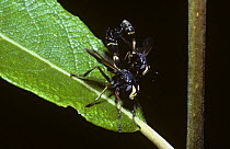 Thick-headed fly (Physocephala rufipes) mating pair, UK