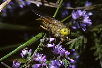 Horsefly (Atylotus fulvus) male feeding from Heather flowers, a UK Red Data Book species, UK
