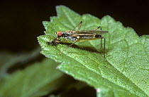 Stilt-legged fly female (Calobata cibaria) feeding on a dead fly, UK