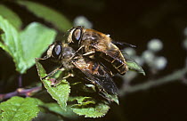 Shining-faced drone / hover fly (Eristalis tenax) mating pair, UK