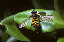 Hover fly (Didea fasciata), a rare species found in ancient woodland, UK