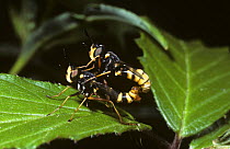 Common wasp fly, a thick-headed fly (Conops quadrifasciata) mating pair, UK