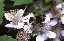 Bumble bee drone fly, a hover fly (Eristalis intricarius) on a bramble flower, UK