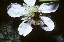 White-belted fleck hover fly (Leucozona lucorum) female on a Bramble flower, UK