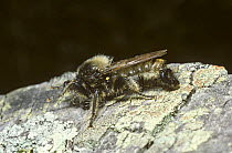 Bumble bee robber fly (Laphria flava) grooming its face with its front legs, France