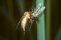 Female dance fly (Empis trigramma) showing her abdomen swollen with eggs as she feeds on a chironomid midge, UK