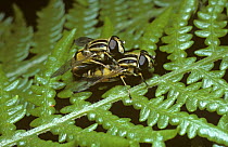 Common tiger hover fly (Helophilus pendulus), mating pair on bracken, UK