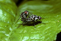 Fly (Anthomyia pluvialis) mating pair, UK