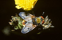 Parasite fly (Phasia hemiptera) in woodland, UK