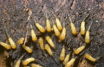 Biting midge (Forcipomyia kaltenbachii) pupae beneath bark of tree, UK