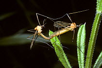 Crane flies (Limonia sp) mating, the male (left) carrying two mites, UK