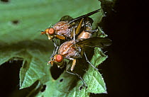 Red-eyed snail fly (Tetanocera arrogans) mating pair, UK