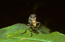 Common awl robber fly (Neoitamus cyanurus) feeding on a small fly, UK