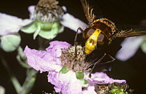 Hornet plume-horn hover fly (Volucella zonaria) feeding from a Bramble flower, UK