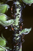 Wood ant (Formica rufa) tending aphid farm on a Sallow shoot, UK