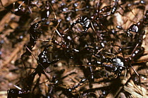 Driver / African army ant (Dorylus nigricans) soldier ants guarding a column of worker ants, Uganda