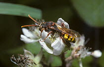Yellow nomad bee (Nomada flava) a cuckoo bee, on Bramble flower, UK