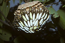 Social wasp (Apoica pallens) nocturnal species, resting on nest during day, Campo cerrado, Brazil