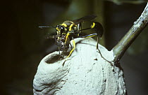 Mud-dauber wasp (Sceliphron fistularium) taking an Araneid spider into her nest, Amazonian rainforest, Brazil