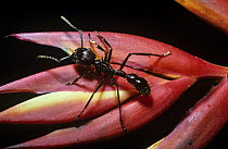 Bullet / Ponerine ant (Paraponera clavata) on Heliconia flower, Amazonian rainforest, Brazil