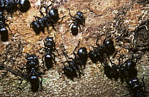 Turtle ants (Zacryptocerus / Cephalotes sp.) scraping the surface off  fallen tree in rainforest, Brazil