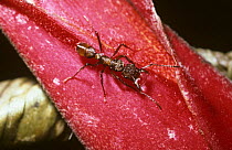 Ant (Ectatomma tuberculatum) with nectar in its jaws gathered from plant extrafloral nectaries, in rainforest, Brazil