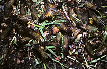 Leaf-cutting ant (Atta sexdens) winged queen ants emerging from their nest in rainforest, Brazil
